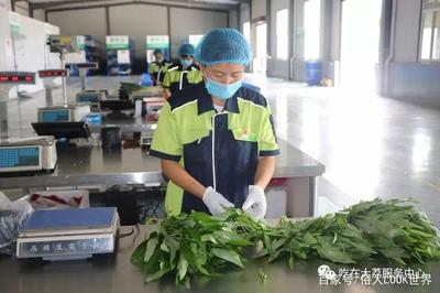 净菜配送与食品安全:智通食材&ldquo;鲜小蕃&rdquo;的优势与目标
